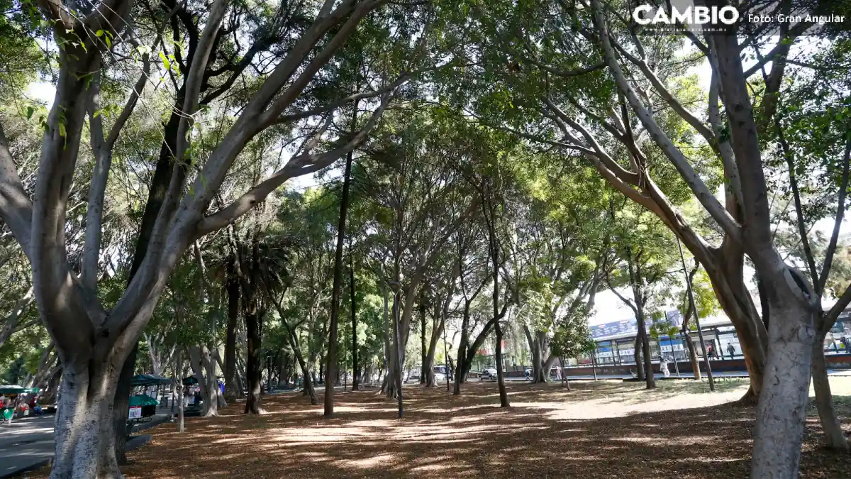 México utilizará 302 especies en su jornada de reforestación.webp